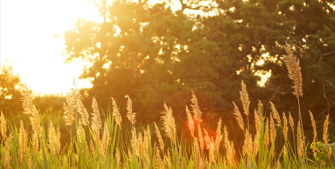 10 Ideas for Pastoral Summer Growth